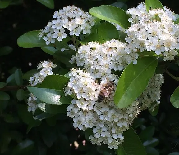 Çiftlik konaklama Altobello