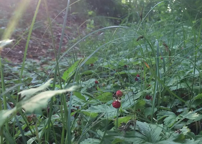 Çiftlik konaklama Altobello